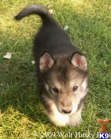 Wolf Dog Puppies for Sale