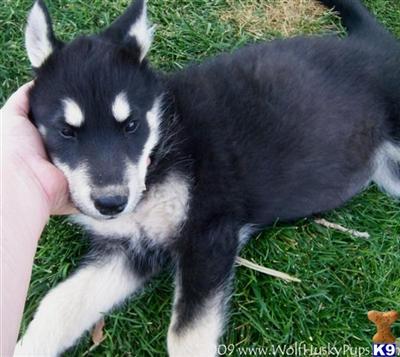 Alaskan Malamute Puppies for Sale