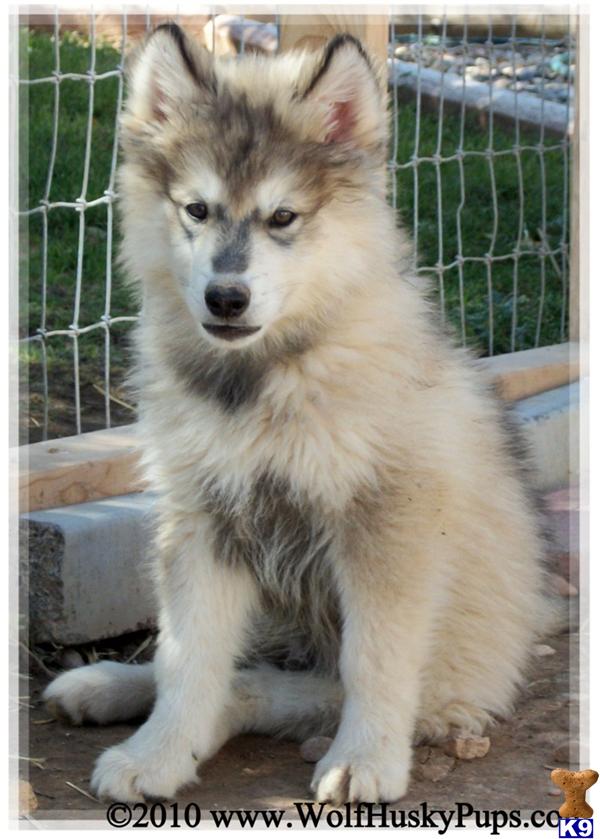 Alaskan Malamute Puppies in CA
