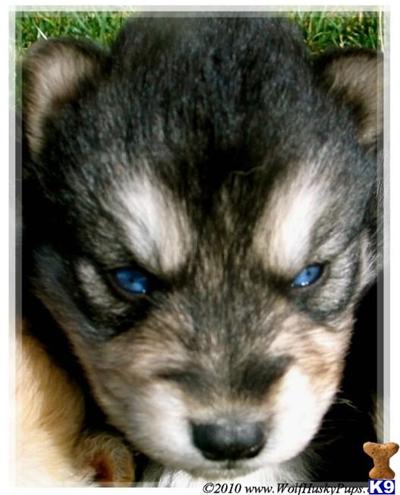 Puppies in NV