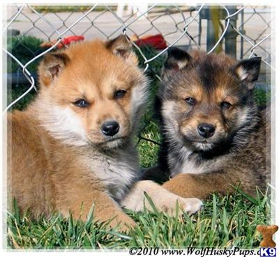 Puppies in NV