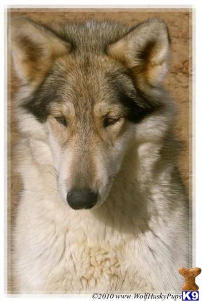 Alaskan Malamute Puppies for Sale