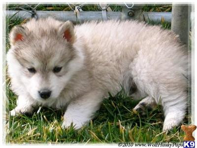 Alaskan Malamute Puppies for Sale