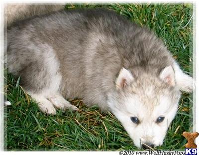 Siberian Husky Puppies for Sale