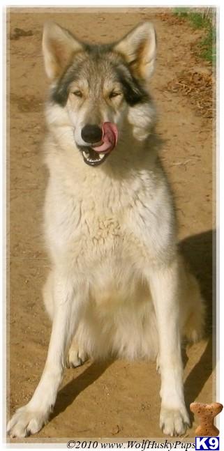 Wolf Dog Puppies for Sale