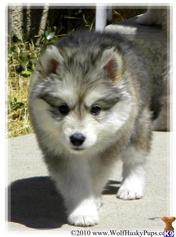 Alaskan Malamute Puppies
