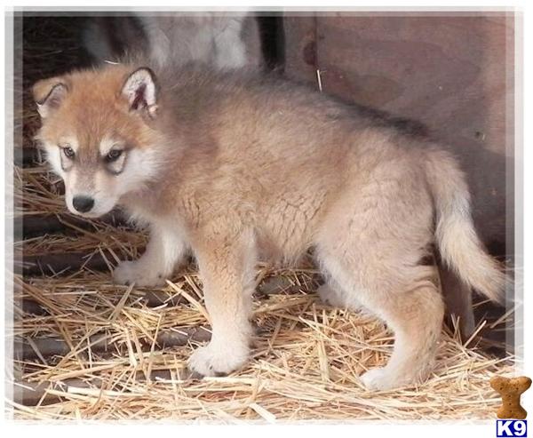 Wolf Dog Puppies