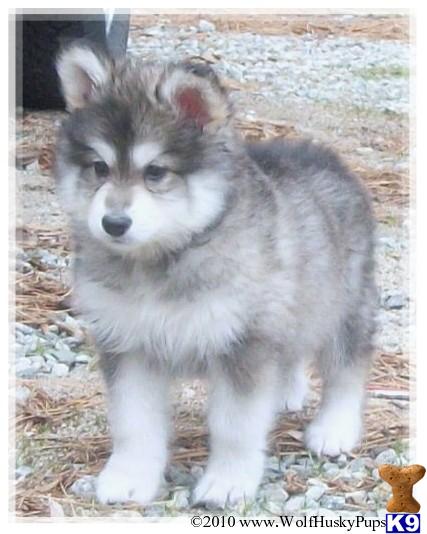 Dogs for Sale in CA