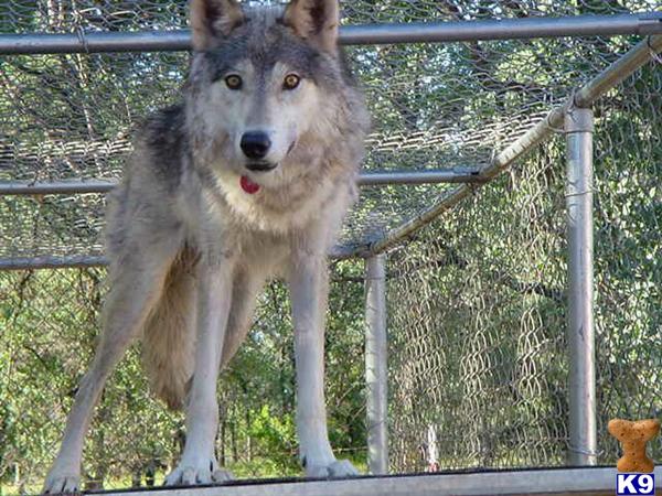 Dogs for Sale in CA