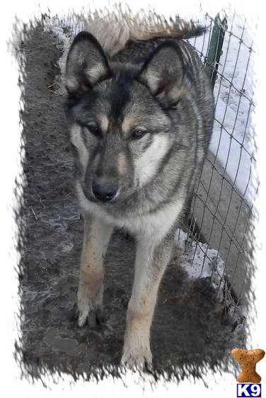 Dogs for Sale in CA