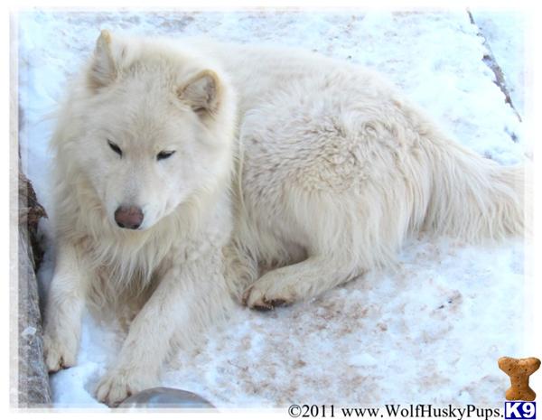 Stud Dogs - Wolf Dog