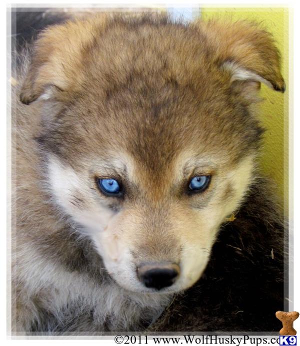 Dogs - Wolf Dog