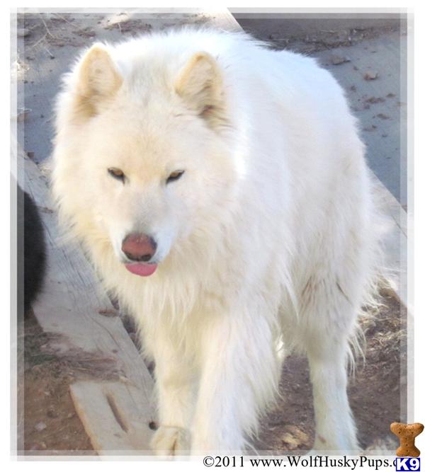 Stud Dogs - Wolf Dog