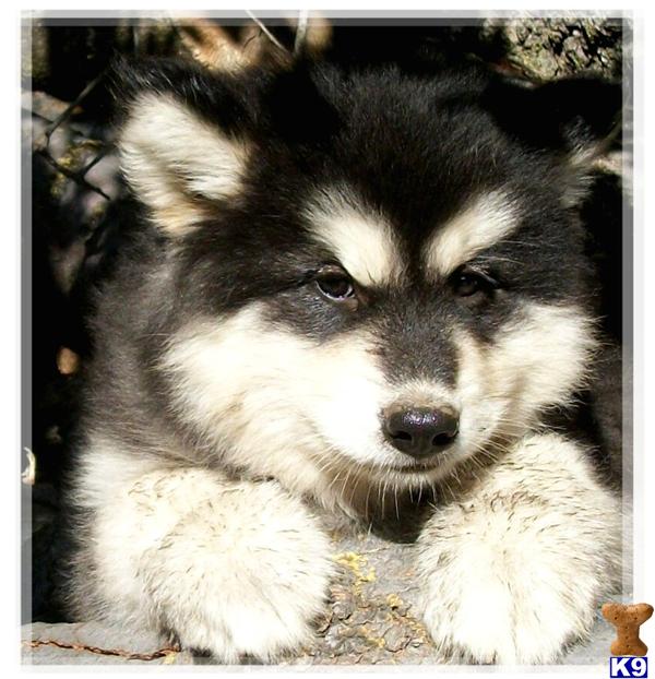 Alaskan Malamute Puppies