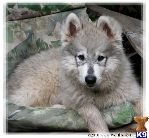 Alaskan Malamute Puppies