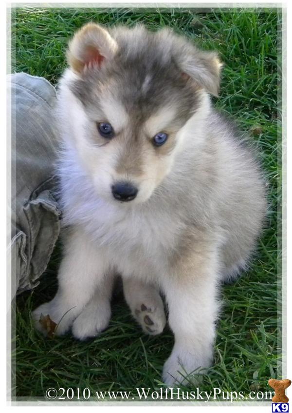 Alaskan Malamute Puppies