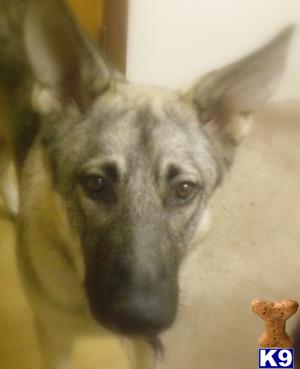 Rescue Dogs
