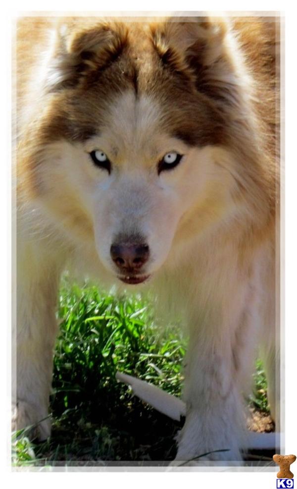 Dogs for Sale in CA
