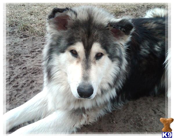Dogs for Sale in CA