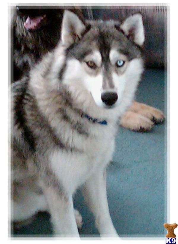 Dogs for Sale in CA