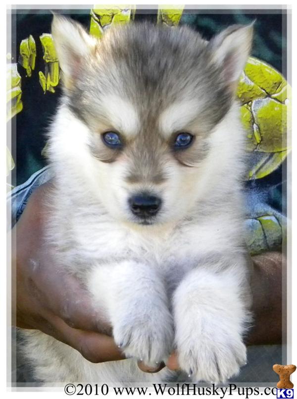 Dogs for Sale in CA