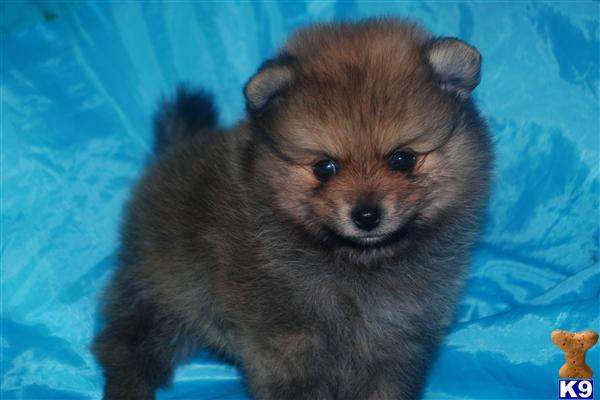 pomeranian puppies for sale in california southern pomeranian puppies for sale in california southern pomeranian puppies for sale in california southern pomeranian puppies for sale in california southern