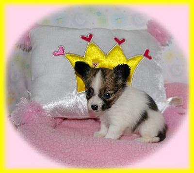 Papillon Puppies for Sale