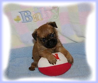 Brussels Griffon Puppies for Sale