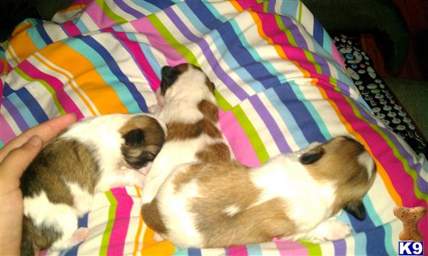 teacup shih tzu puppies for sale in alabama teacup shih tzu puppies for sale in missouri teacup shih tzu puppies for sale in alabama teacup shih tzu puppies for sale in missouri