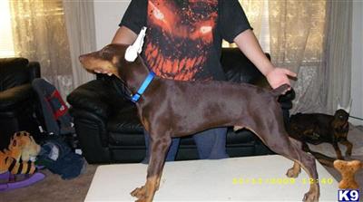 Doberman Pinscher Puppies in CA