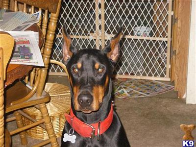 Stud Dogs - Doberman Pinscher