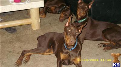 Dogs - Doberman Pinscher