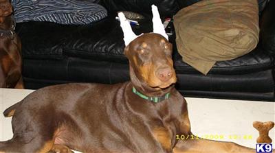 Doberman Pinscher Puppies in CA