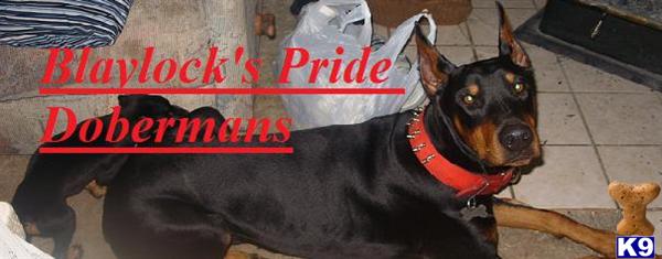 Doberman Pinscher Puppies in CA