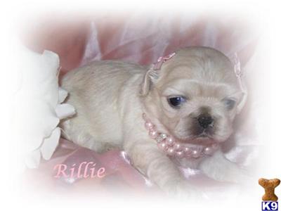 Pekingese Puppies for Sale
