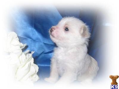Puppies in NC