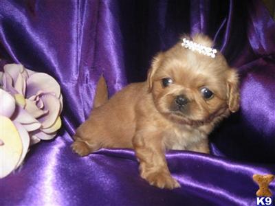 Pekingese Puppies for Sale