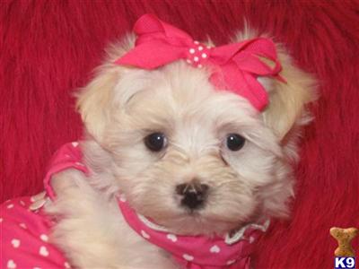 Puppies in NC