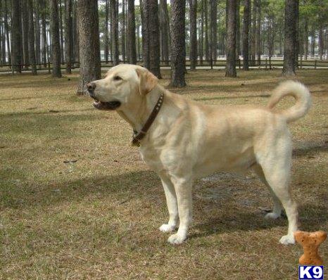 Stud Dogs in NC