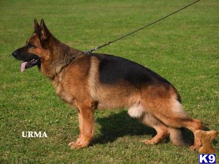 German Shepherd Puppies in FL
