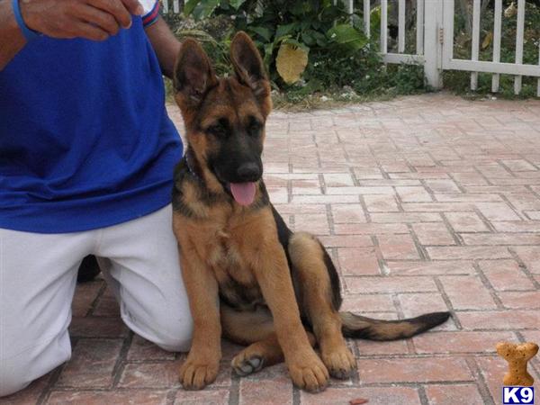 german shepherd puppies for sale las vegas german shepherd german shepherd puppy for sale in las vegas breeds picture german shepherd puppies for sale las vegas german shepherd german shepherd puppy for sale in las vegas breeds picture