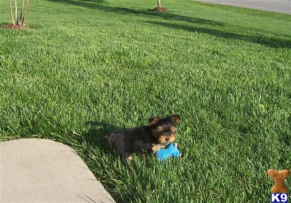 Puppies in Altamonte springs