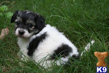 Chinese Crested Puppies for Sale