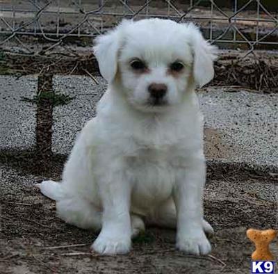 Chinese Crested Puppies for Sale