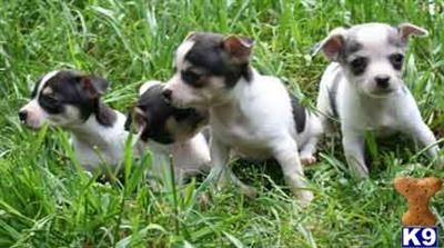 Chihuahua Puppies in TX