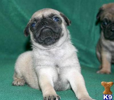 Pug Puppies