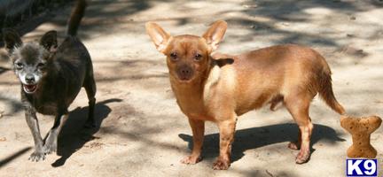 Chihuahua Puppies in TX