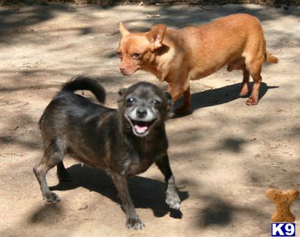 Dogs for Sale in TX