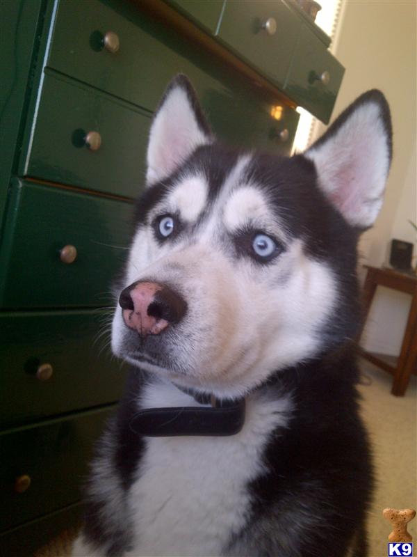 Stud Dogs - Siberian Husky
