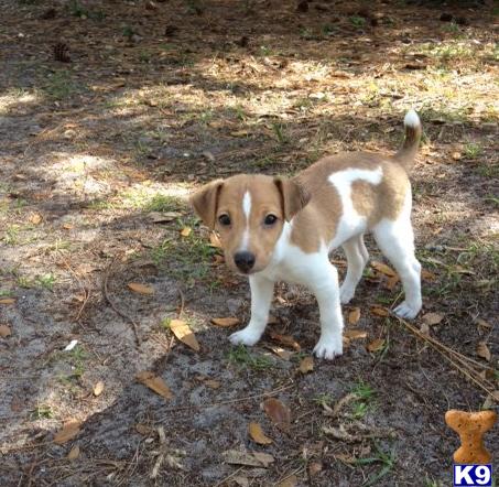 Puppies in Fort myers